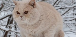Кремовый окрас британских кошек, бежевый, персиковый. Бежевые британцы фото. Британские кремовые коты фото. Британские котята кремового окраса. Британец персикового цвета фото. Бежеаве британцы  